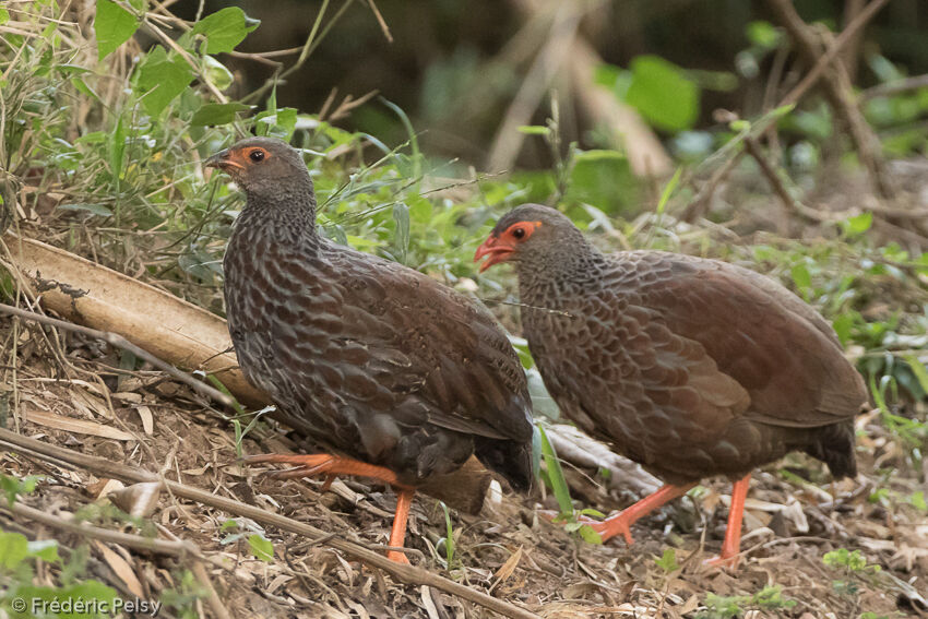 Handsome Spurfowl 