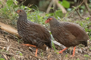 Francolin noble