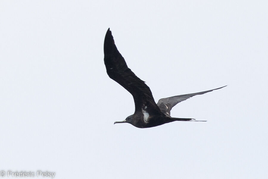 Lesser Frigatebird male, Flight