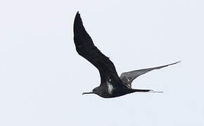 Lesser Frigatebird