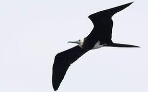 Lesser Frigatebird