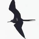 Frégate ariel