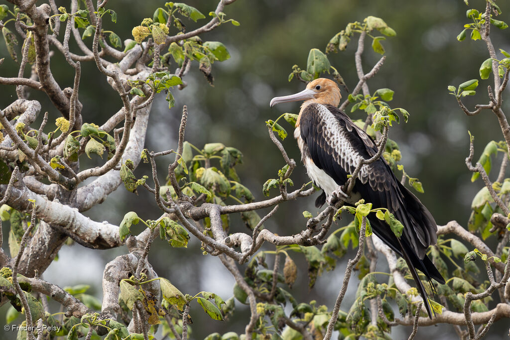 Frégate d'Andrewsjuvénile