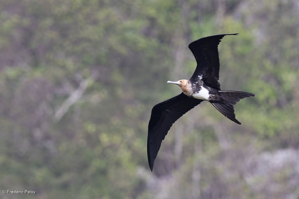 Frégate d'Andrewsjuvénile, Vol