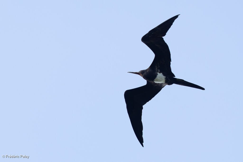 Frégate d'Andrews mâle adulte, Vol