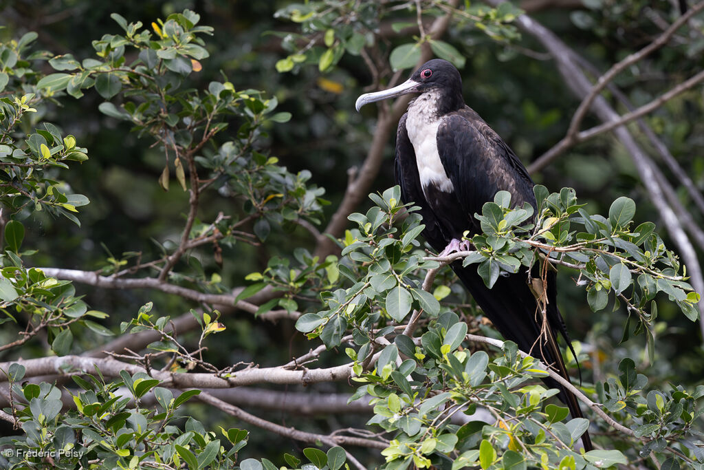 Frégate du Pacifique