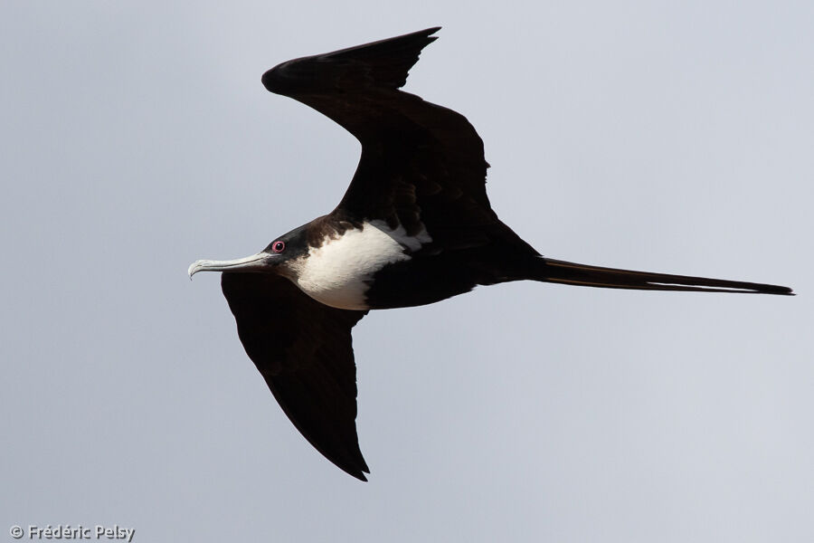 Great Frigatebird female adult, Flight