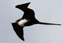 Great Frigatebird