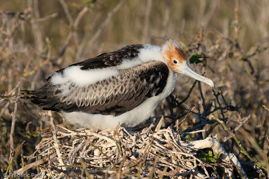 Great Frigatebirdjuvenile