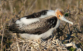 Great Frigatebird