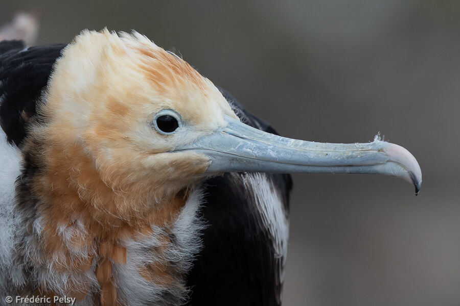 Great Frigatebirdjuvenile