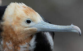 Great Frigatebird