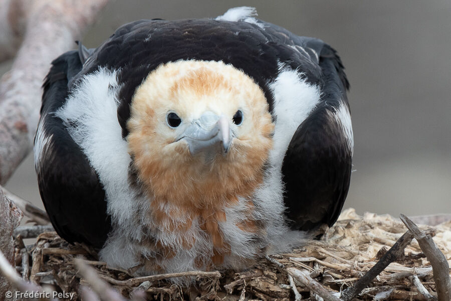 Great Frigatebirdjuvenile