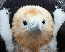 Great Frigatebird