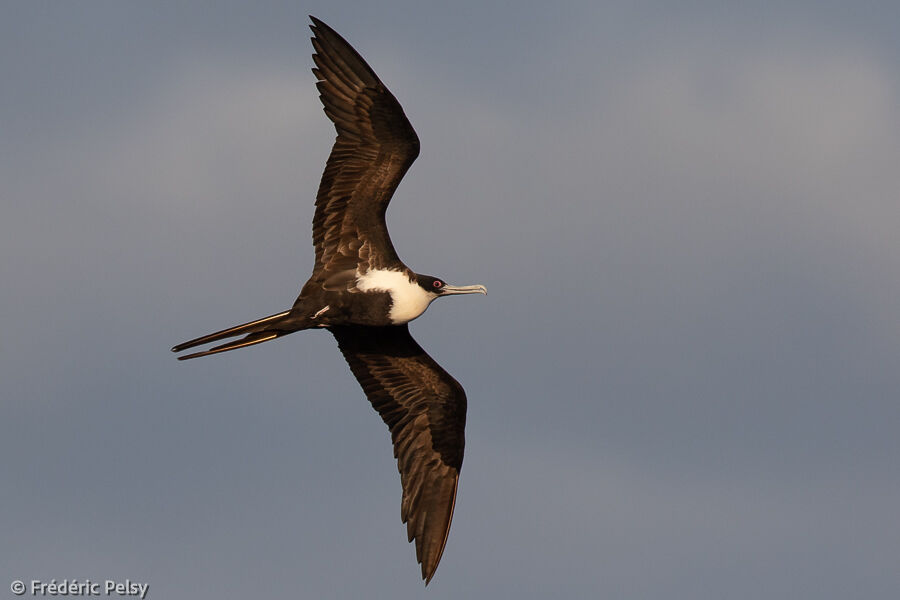 Great Frigatebird, Flight