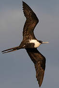 Great Frigatebird