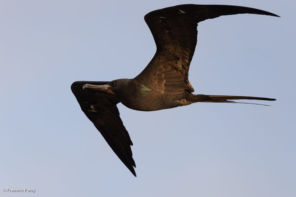 Frégate du Pacifique mâle adulte, Vol