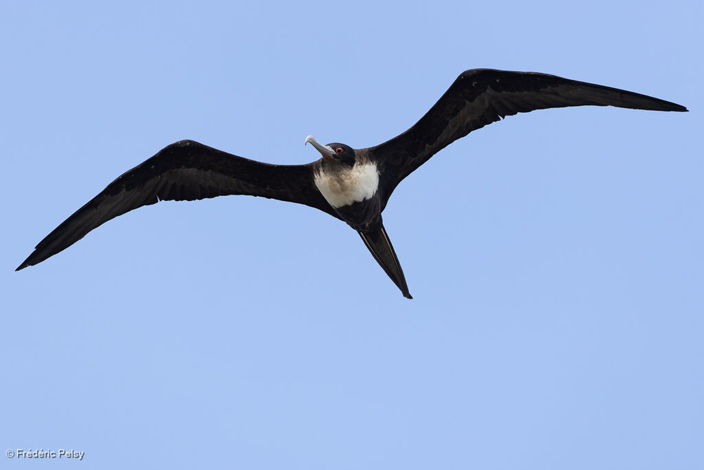 Frégate du Pacifique