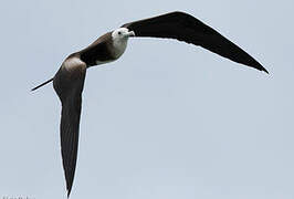 Magnificent Frigatebird