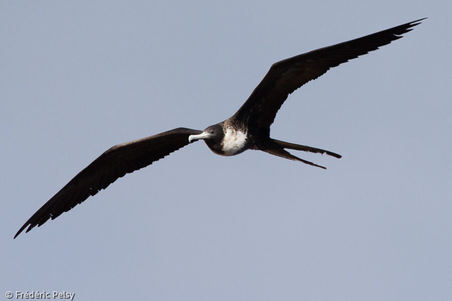 Magnificent Frigatebird female, Flight