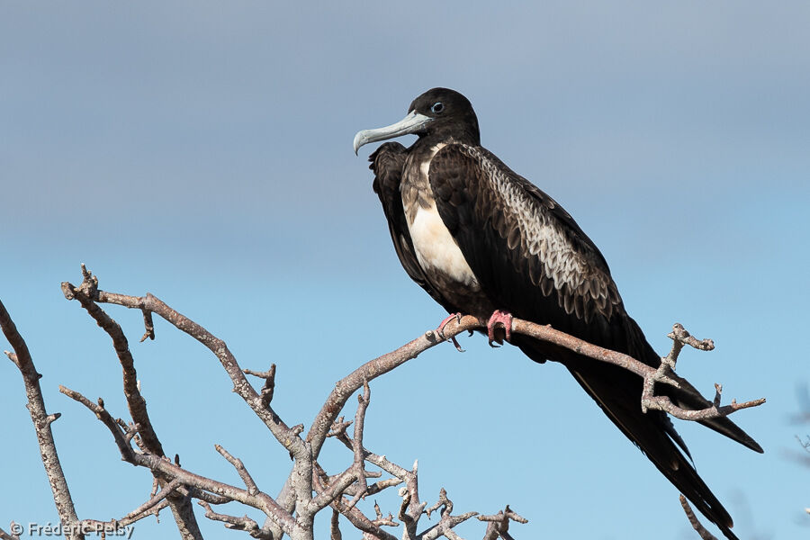 Magnificent Frigatebird female adult