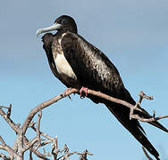 Magnificent Frigatebird