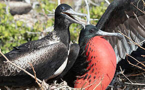 Magnificent Frigatebird