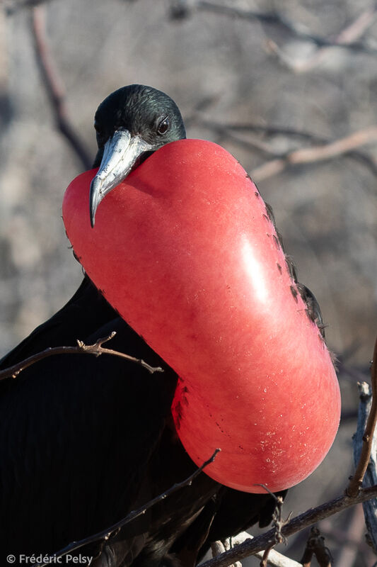 Magnificent Frigatebird male, courting display