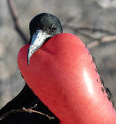 Magnificent Frigatebird