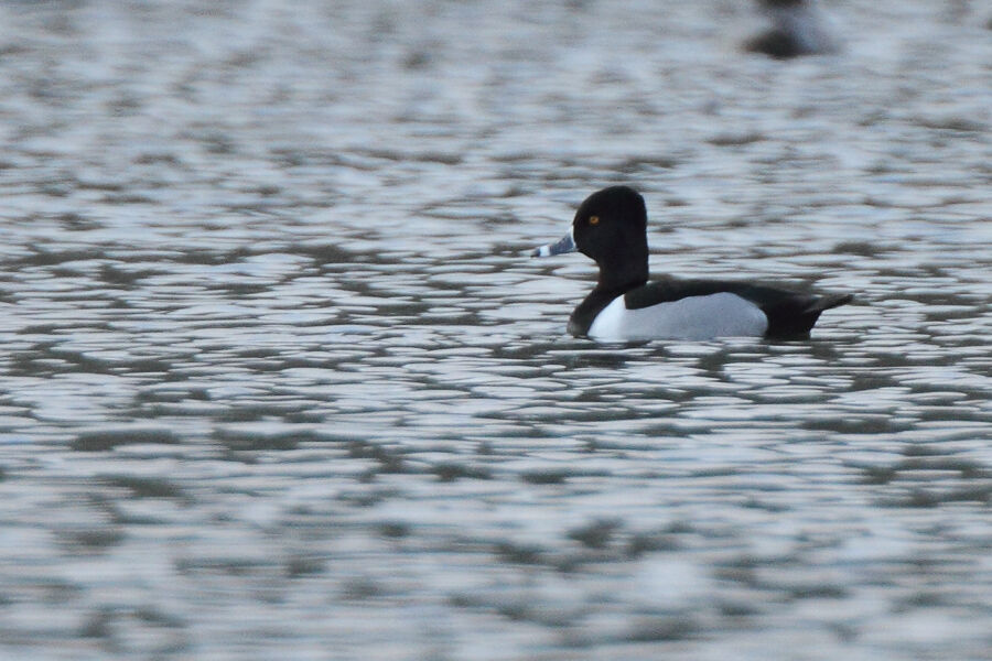 Ring-necked Duck male adult