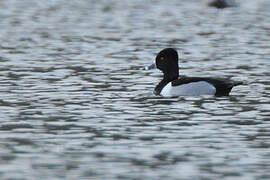 Ring-necked Duck