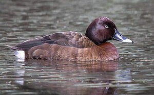Fuligule austral