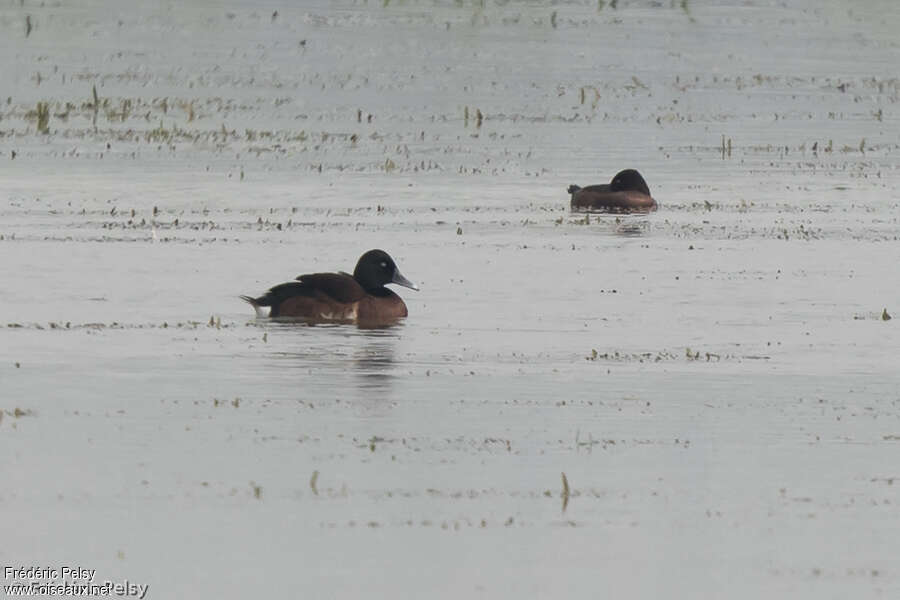 Baer's Pochard male adult, identification