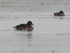 Baer's Pochard