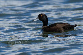 New Zealand Scaup