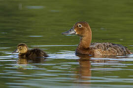 Common Pochard