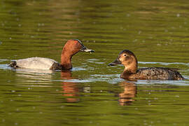 Common Pochard