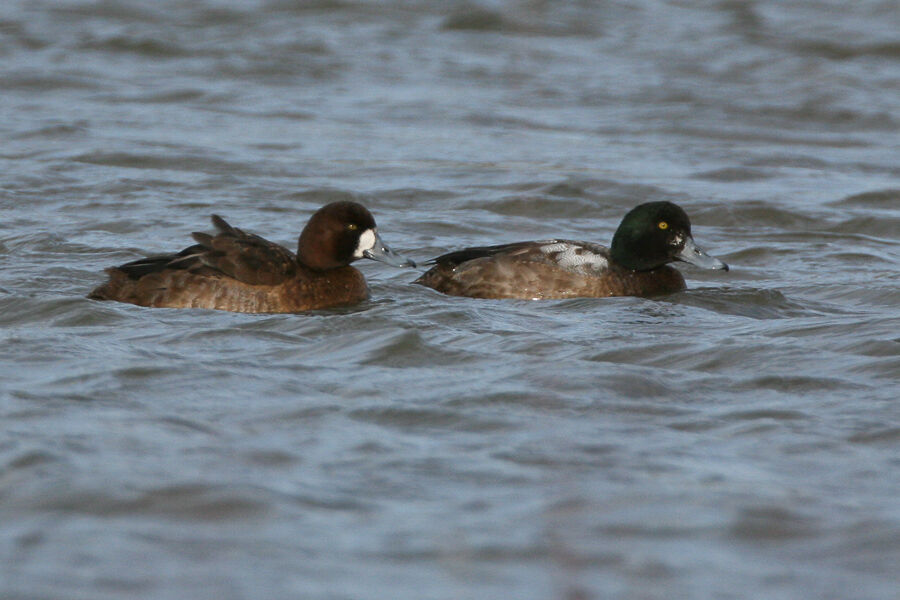 Greater Scaupimmature