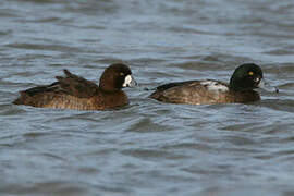 Greater Scaup