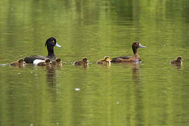 Tufted Duck