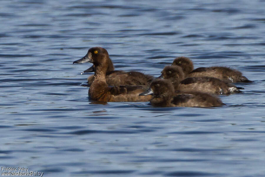 Tufted Duck