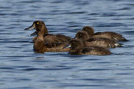 Tufted Duck