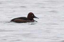 Ferruginous Duck