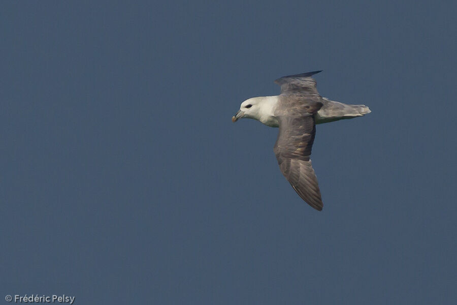 Fulmar boréaladulte, Vol