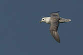 Fulmar boréal