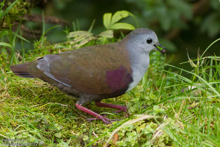 Bronze Ground Dove male adult