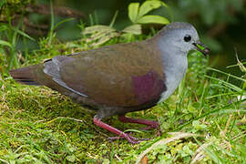 Bronze Ground Dove