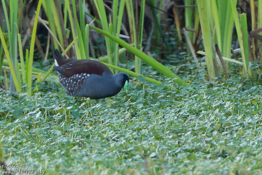 Gallinule à face noireadulte, identification