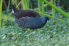 Gallinule à face noire