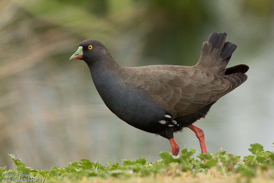 Gallinule aborigèneadulte, identification